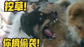 铁头爆料原视频,揭秘原视频背后的惊人真相 第3张 铁头爆料原视频,揭秘原视频背后的惊人真相 第3张