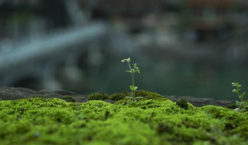 草草春天在线观看,在线观看，感受春日温暖时光  第1张