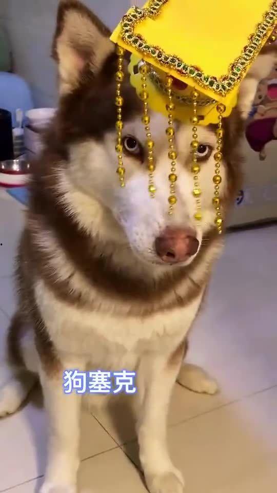 王者爆料哈士奇视频大全,哈士奇视频大全，萌宠与英雄的欢乐碰撞  第1张